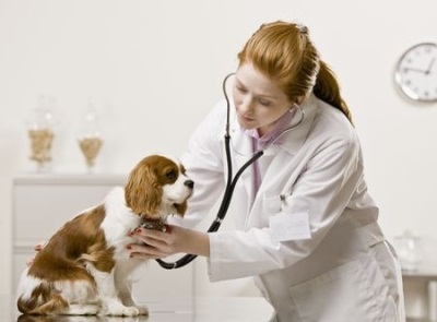 Болезни собак: симптомы и лечение