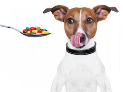 Как проявляется стафилококк у собак и каковы методы его устранения?