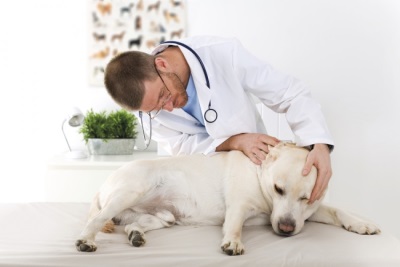 Чем помочь собаке при отите: эффективные методы лечения