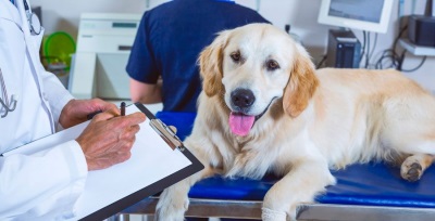 Стоматология для собак
