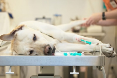 Стафилококк у собак и щенков — симптомы и лечение, фото, препараты
