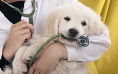 Демодекоз у собак: симптомы и лечение
