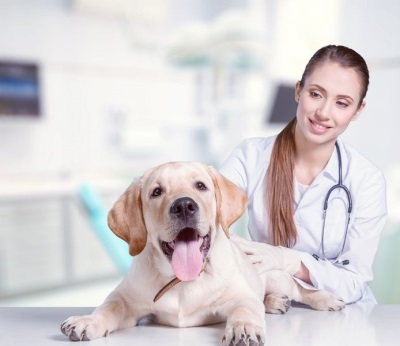 Пироплазмоз у собак: лечение заболеваний, переданных клещами