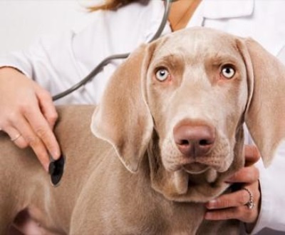 Лечение ран у собак