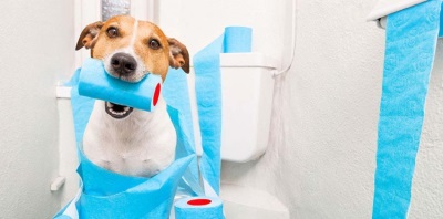Как обработать собаке рану: подробные инструкции