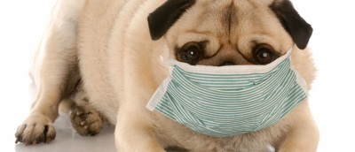 Лишай у собак: как и чем лечить в домашних условиях