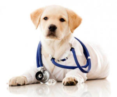 Подушечки лап у собак — уход и лечение