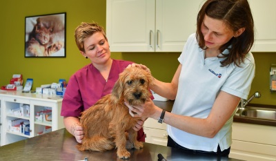 Лечение собаки в домашних условиях. В каких случаях можно обойтись без ветеринара?
