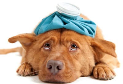 Как лечить чумку у собак в домашних условиях. Лечение чумки у собак