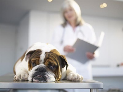 Заболевание ушей у собак симптомы и лечение